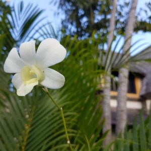 Fjernhealing 3 Fjernhealing København